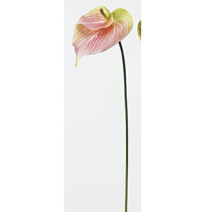 楽天市場 造花 アスカ アンスリウム ピンクグリーン A 3g 01 取寄 造花 アーティフィシャルフラワー 造花 花材 あ行 アンスリューム 花材通販はなどんやアソシエ