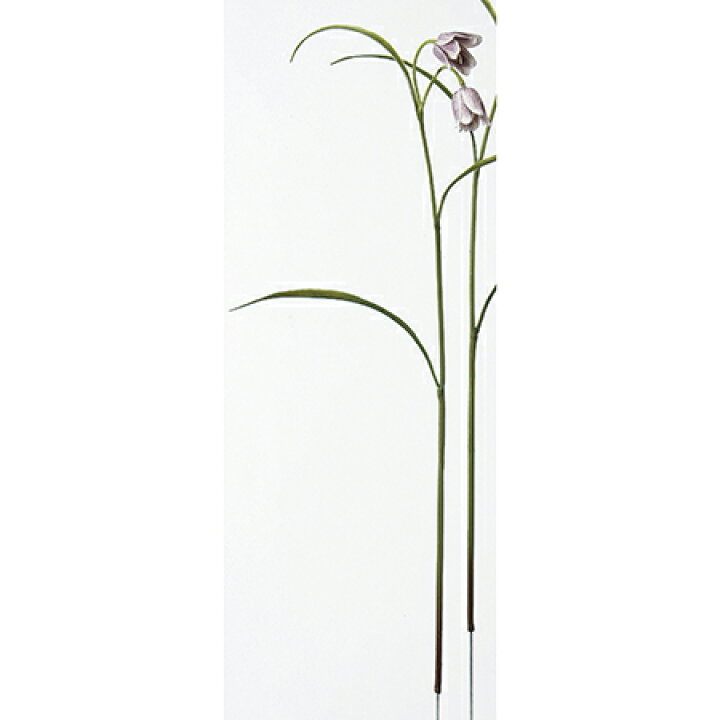 楽天市場 即日 造花 アスカ フリチラリア パープルクリーム A 7c造花 アーティフィシャルフラワー 造花 花材 は行 その他 は行 造花花材 手作り 材料 花材通販はなどんやアソシエ 楽天市場 即日 造花 アスカ フリチラリア パープルクリーム A 7c造花 アーティフィシャルフラワー 造花 花材 は行 その他 は行 造花花材 手作り 材料 花材通販はなどんやアソシエ