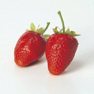 yԁzAXJ/~jXgx[(124R)@bh/A-20288-2y01z ԁiA[eBtBVt[j ԎAtFCNt[c EXgx[