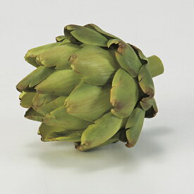 楽天市場 花 観葉植物 種類 植物 アーティチョーク 花 ガーデン Diy の通販