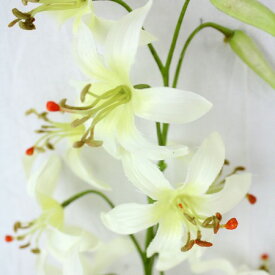 楽天市場 タイガーリリー 花の通販