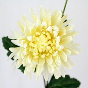 yԁzFIAN/}/FM0020CRy01z ԁiA[eBtBVt[j  ԍށusv LNiejEs|}