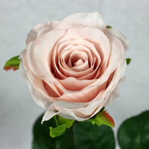 yԁzFIAN/AWF[Y/FR0024PEy01z ԁiA[eBtBVt[j  ԍށu͍sv o