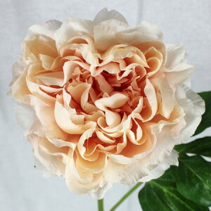 yԁzFIAN/AWFsIj[/FM0029PE-By01z ԁiA[eBtBVt[j  ԍށusv VNNi䉖jE{^iOjEsIj[