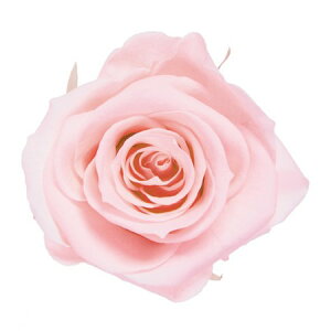 �y�v���U�[�u�h�z�t���[���G�o�[/�X�^���_�[�h���[�Y�@�~���L�[�s���N/FL0100-30�y01�z �v���U�[�u�h�t�����[ �v���U�[�u�h�t�����[�ԍ� �͍s �o���i���[�Y�j �K�N �~�~ �T�� �r�r�A�� �}�C�N