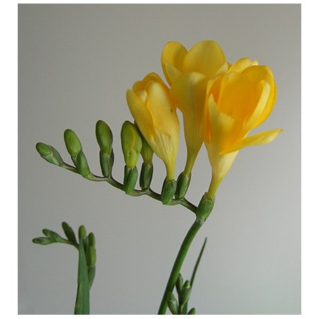 楽天市場】【生花】フリージア（黄色）40～50cm程度【OT】[5本