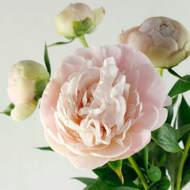 楽天市場 生花 芍薬 滝の粧 たきのよそおい ごく淡いピンク Ja中野市 5本 花材通販はなどんやアソシエ