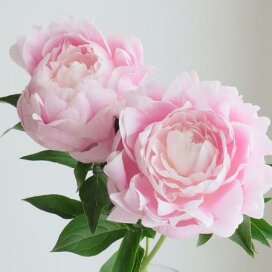 楽天市場 生花 切り花 サ行 スターチス 千日紅など シャクヤク 芍薬 花材通販はなどんやアソシエ