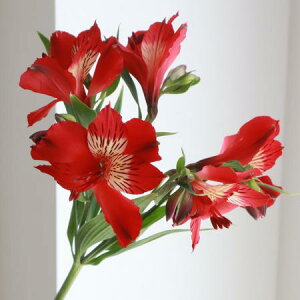 yԁzAXgAiԁj60cm-yOR-5z[10{]