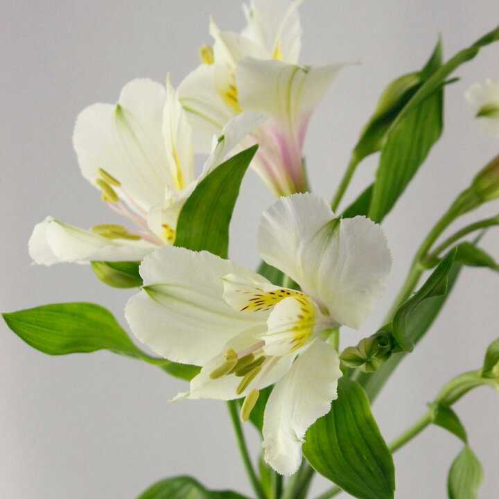 楽天市場 生花 アルストロメリア 白 60cm 5本 花材通販はなどんやアソシエ