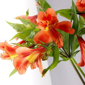 yԁzAXgAiIWj60cm-yOR-5z[10{]