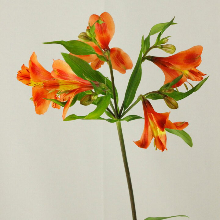 楽天市場 生花 アルストロメリア オレンジ 5本 花材通販はなどんやアソシエ 楽天市場 生花 アルストロメリア オレンジ 5本 花材通販はなどんやアソシエ