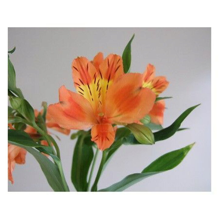 楽天市場 生花 アルストロメリア オレンジ 5本 花材通販はなどんやアソシエ 楽天市場 生花 アルストロメリア オレンジ 5本 花材通販はなどんやアソシエ