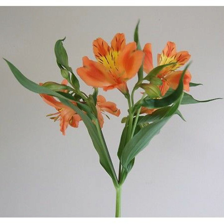 楽天市場 生花 アルストロメリア オレンジ 5本 花材通販はなどんやアソシエ 楽天市場 生花 アルストロメリア オレンジ 5本 花材通販はなどんやアソシエ