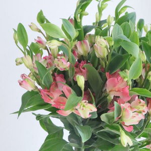 yԁzAXgA@uCYChisNEցj60cmxyOTz[5{]