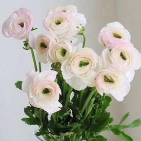 【生花】ラナンキュラス　（複色系）小春てまり　3-40cm程度　JA三豊【OT】[5本]