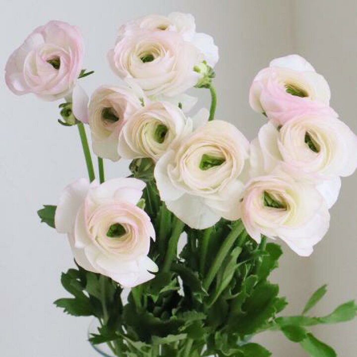 楽天市場 生花 ラナンキュラス 複色系 小春てまり 40cm Ja三豊 Ot 5本 花材通販はなどんやアソシエ