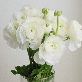 【生花】ラナンキュラス 雪てまり（白）30cm程度　JA三豊【OT】[5本]