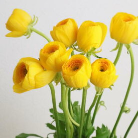 【生花】ラナンキュラス　ゆずてまり（濃い黄色）　40cm程度程度　JA三豊【OT】[5本]