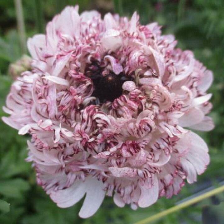 楽天市場 生花 ラナンキュラス リナセティ 白紫モロッコ系 Ja高千穂 早締切 50 5本 届日限定 予約7日前 花材通販はなどんやアソシエ