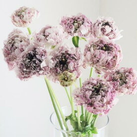 【生花】ラナンキュラス　M・セティー（紫白系モロッコ咲き）青木園芸ほか　30-40cm【OT】[5本]