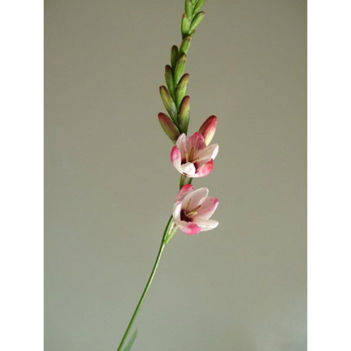 楽天市場 生花 イキシア パノラマ ピンク 新潟県など 10本 花材通販はなどんやアソシエ