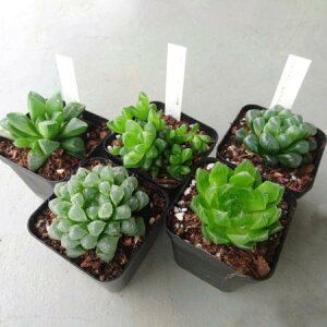 yzy/\ITzA@nI`A 3ii~bNXjs[15]͓F\9O