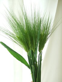楽天市場 生花 切り花 葉物 穂もの グラス類 花材通販はなどんやアソシエ