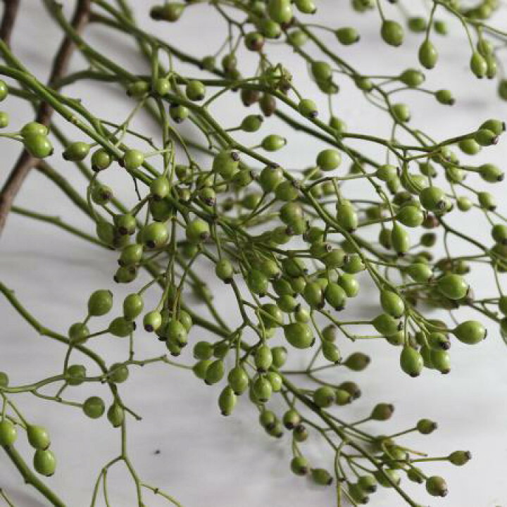 楽天市場 生花 野バラ 実つき枝もの 1m程度 Ot 時期により実色異なる 5本 花材通販はなどんやアソシエ