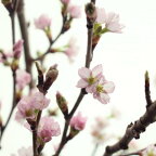 【生花】山形県の啓翁桜　しおり束（2～3本束）70センチ程度　【FJ】[1束]