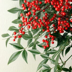 yԁzVit}́j100cmx@yIT-29z͓F12/16ȍ~[5{]