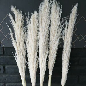 y/[z䂾hCppX@Ӑ^Cviӂӂj[1{]͓F12/22܂