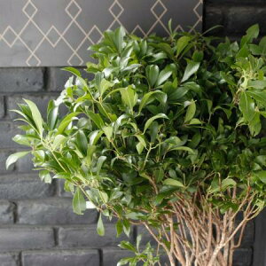 yԁzAZri}́j80cm`1MyOTz[5{]