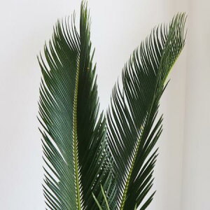 yԁz\ec̗ti80cmxjyOR-5z[10{]