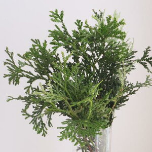 yԁzAXii}j40`50cmxyOTz[5{]͓F12/10܂