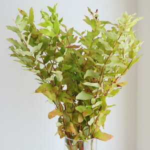 yԁzgtqyJi}́j70cmx@yFJzFɂďiǂ݂B[5{]͓F11/30܂