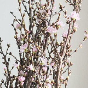 yԁz[i1mxjR`Ȃǁ@yOTz͓F12/23ȍ~[5{]