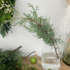 楽天市場 コニファー ブルーアイス 花 観葉植物 花 ガーデン Diy の通販