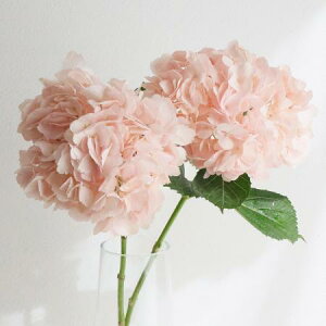 yԁzAWTC@AuC_sNi߃sNjRrAYyOR-89z[2{]