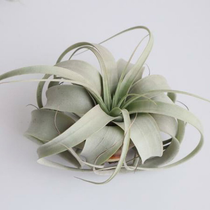 楽天市場 生花 予約f10 エアプランツ キセログラフィカ ミニサイズ 10 12センチ 1個 届日限定 予約9日前 花材通販はなどんやアソシエ