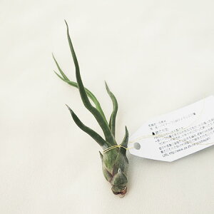 y/zGAvcSTCYFu{[TyFz[20]͓F\10O