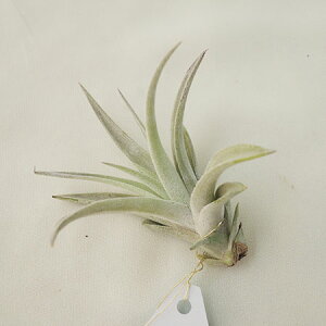 y/zGAvcMTCYFnVByFz[20]͓F\10O