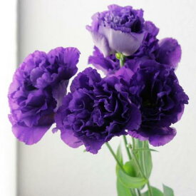 楽天市場 トルコキキョウ 八重 紫の通販