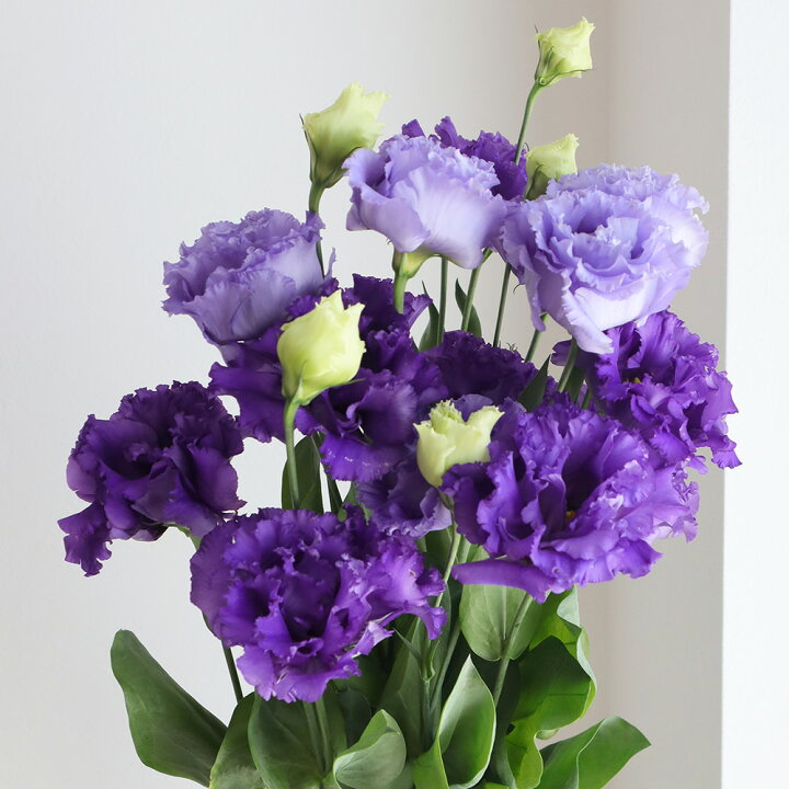 楽天市場 生花 トルコギキョウ フリンジ八重 濃い紫 ボヤージュb セレブbなど 入荷少量 5本 花材通販はなどんやアソシエ 楽天市場 生花 トルコギキョウ フリンジ八重 濃い紫 ボヤージュb セレブbなど 入荷少量 5本 花材通販はなどんやアソシエ