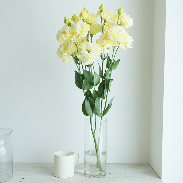 楽天市場 生花 トルコギキョウ クリーム 八重フリンジ ボヤージュ セレブなど 5本 花材通販はなどんやアソシエ 楽天市場 生花 トルコギキョウ クリーム 八重フリンジ ボヤージュ セレブなど 5本 花材通販はなどんやアソシエ