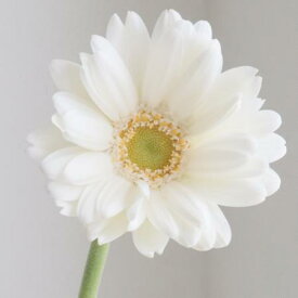 楽天市場 生花切り花 白の通販