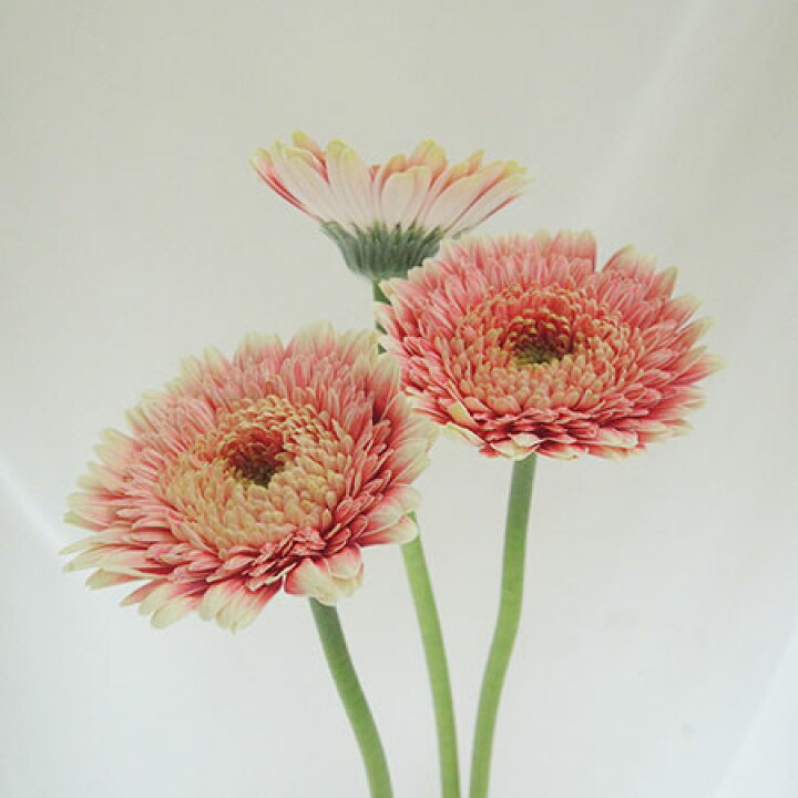 楽天市場 生花 さぎやま ガーベラ セス 八重複色 10本 花材通販はなどんやアソシエ