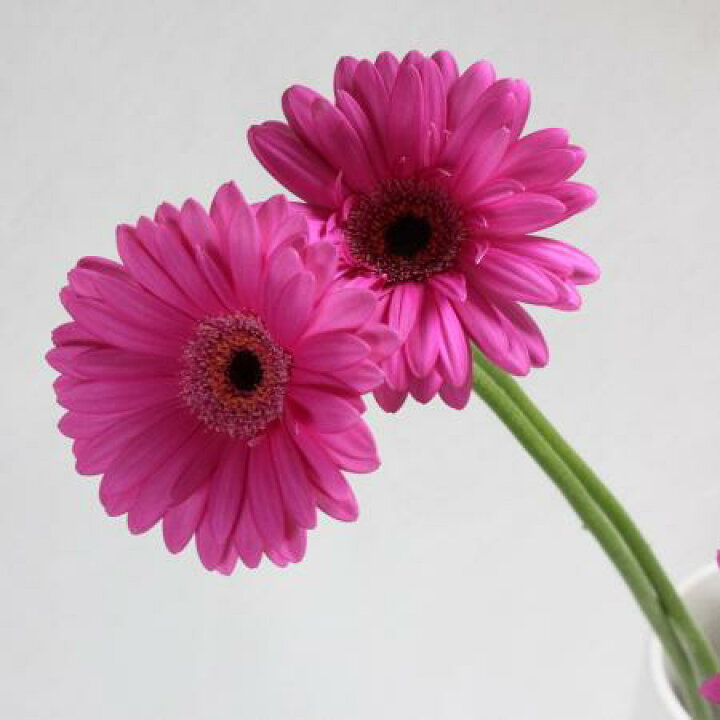 楽天市場 生花 さぎやま ガーベラ マジック ピンク 10本 花材通販はなどんやアソシエ