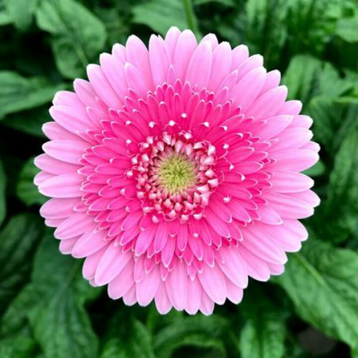 楽天市場 生花 ガーベラ フラウ フルダブル咲き ピンク芯緑 アドアーフローカ 早締切 74 10本 届日限定 予約7日前 花材通販はなどんやアソシエ