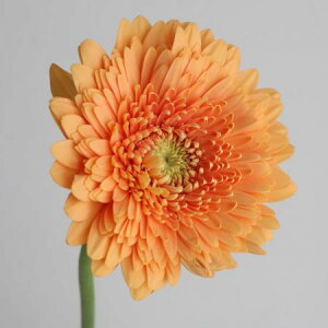 yԁzy܁zK[x@oj[iAvRbgjc@yFJz[10{]